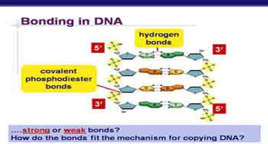 Download Free Medical DNA Replication PowerPoint Presentation