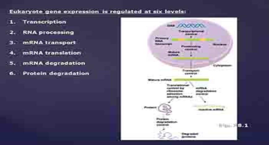 Download Free Medical Regulation Of Gene Expression Powerpoint Presentation