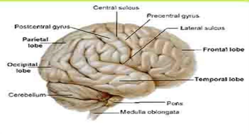 Download Free Medical Cerebral Hemisphere-Sulci And Gyri And Functional ...