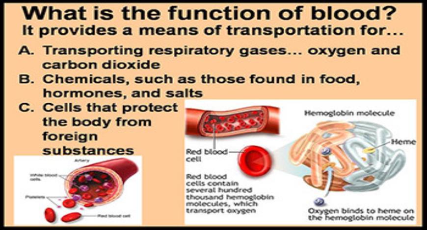 Download Free Medical Blood Anatomy PowerPoint Presentation