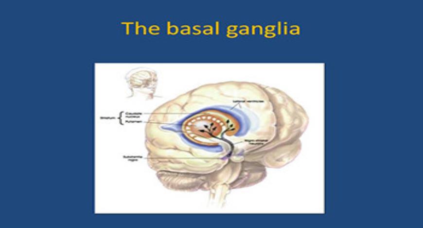 Download Free Medical Parkinsons Disease-The Basics PowerPoint Presentation