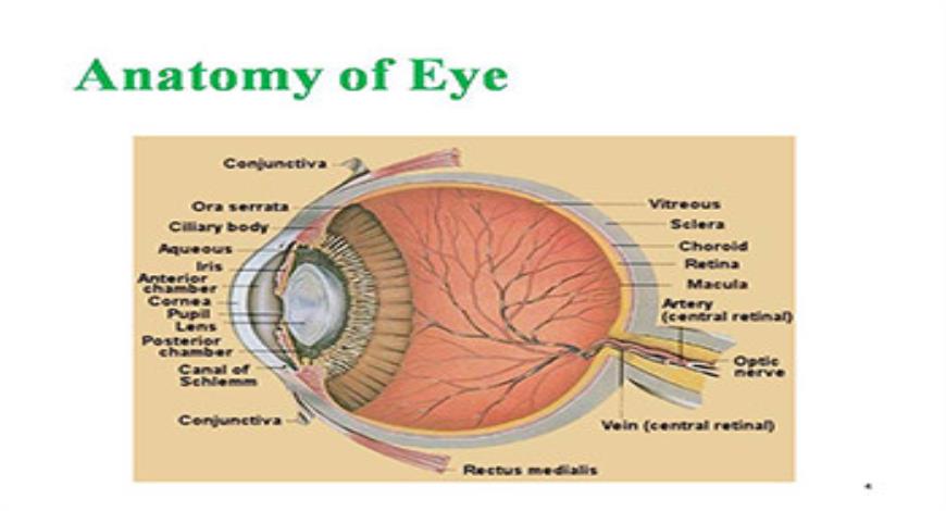 Download Free Medical Ocular Pharmacology-I PowerPoint Presentation