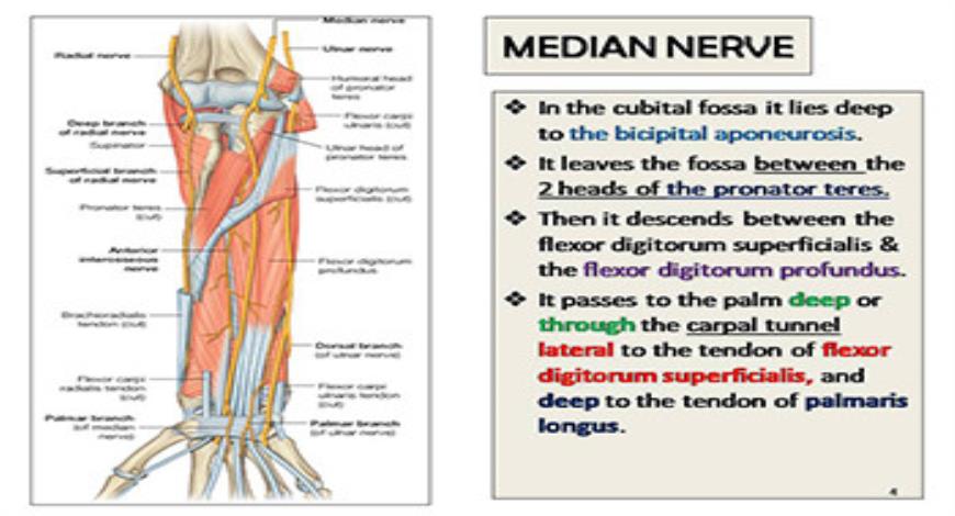 Download Free Medical Median and Ulnar Nerves PowerPoint Presentation