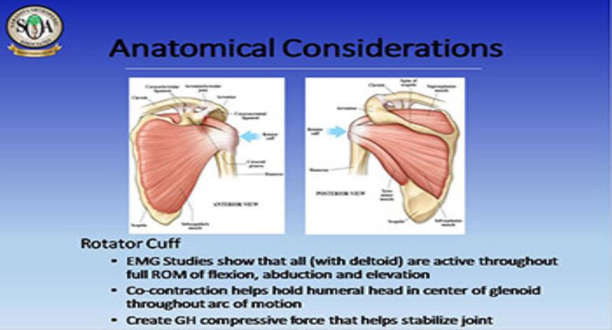 Download Free Medical Shoulder Instability-Therapy Role In Non-Op and ...