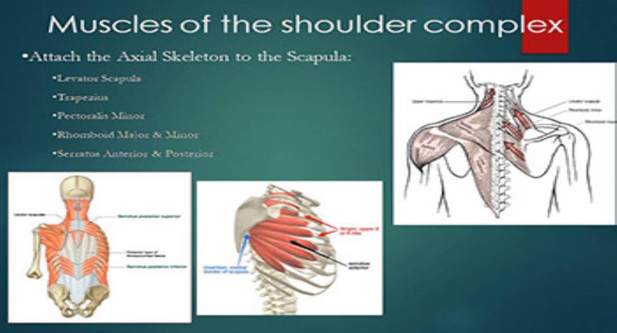 Download Free Medical The Shoulder Complex PowerPoint Presentation