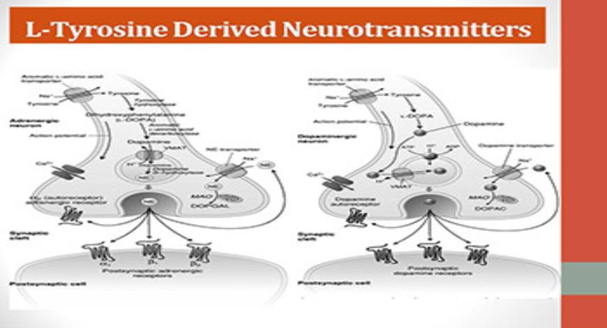 Download Free Medical Cns Neurotransmitters and Basis of Drug Action in ...