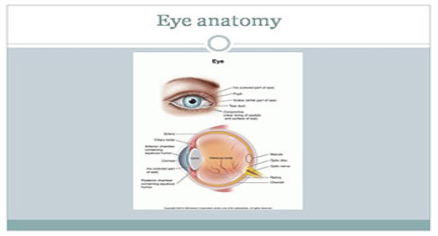 Download Free Medical Eye Ear Nose and Throat Infections PowerPoint ...