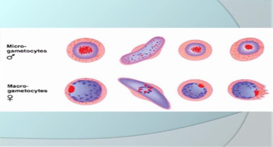 Download Free Medical Taxonomic Classification of Plasmodium PowerPoint ...