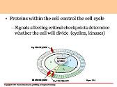 Cancer and The Cell Cycle