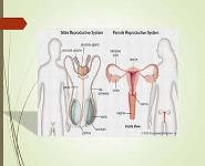 Reproductive System PowerPoint Presentation