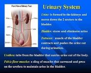 Bladder Health Promotion PowerPoint Presentation