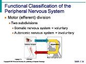 The Nervous System