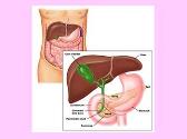 Pancreas and diabetes