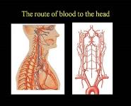 How does blood flow inform us about brain function PowerPoint Presentation