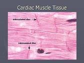 An Introduction to the Human Heart Medical Presentation