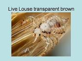 Head Lice