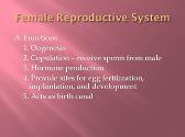 Female Reproductive System