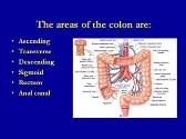 The Large Intestine