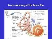 External anatomy of the ear