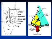 Nasal Disease