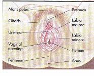 FEMALE REPRODUCTIVE ANATOMY PowerPoint Presentation