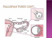 Female reproductive system