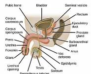 The Bodys Reproductive System PowerPoint Presentation