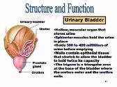 The Urinary System