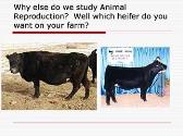 Animal Reproduction