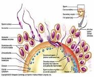 Sperm Function Tests PowerPoint Presentation