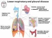 Pneumonia: Pathophysiology and Clinical Manifestations