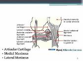 Injuries of the Lower Extremity-Knee Ankle and Foot