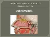 The Neurological Examination