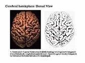 Structure of the Nervous System