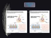 Synaptic Transmission