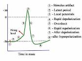 Action potential