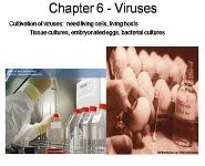 Viruses PowerPoint Presentation