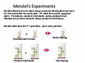 Classical (Mendelian) Genetics