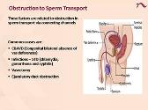 Evaluation and Management of Male Infertility