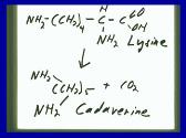 Enterobacteriaceae