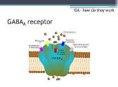 Pharmacology of Anesthetics