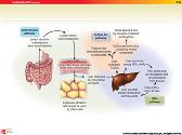 Hypolipidemic Drugs and plasma expanders