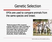 Genetic Selection and Transfer PowerPoint Presentation