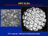 Scabies Lice and HPV