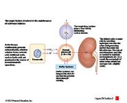 Fluid Electrolyte and Acid-Base Balance PowerPoint Presentation