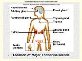 Endocrine System