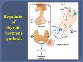 Thyroid And Anti-Thyroid Drugs