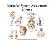 Assessment of the Musculoskeletal System PowerPoint Presentation