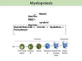 WBCs-Leukocytes