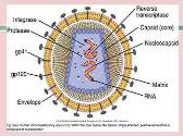 Antiviral Drugs